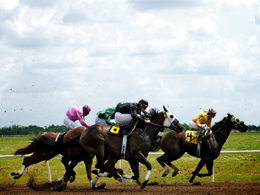 Horses racing on the racetrack